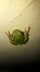 Hyla sarda
