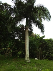 Roystonea borinquena