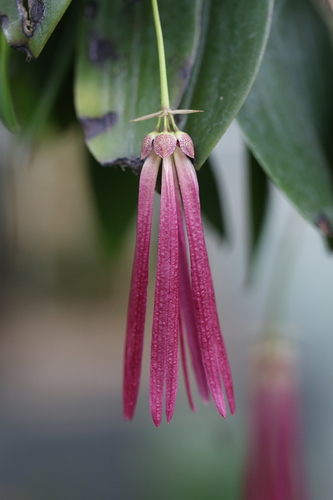 Bulbophyllum plumatum
