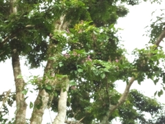 Andira inermis