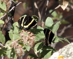 Papilio garamas