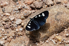 Alypiodes bimaculata