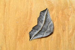 Metanema determinata