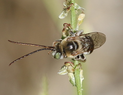 Melissodes paroselae