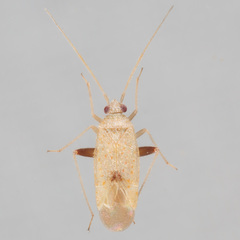 Parthenicus sedumicola