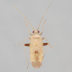 Parthenicus sedumicola