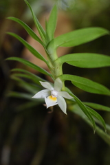 Dichaea camaridioides