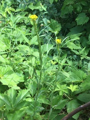 Erysimum inconspicuum