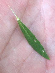 Erysimum inconspicuum