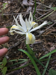 Iris chrysophylla