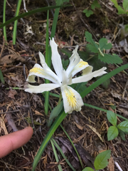 Iris chrysophylla