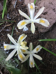 Iris chrysophylla