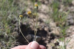 Hymenopappus filifolius polycephalus