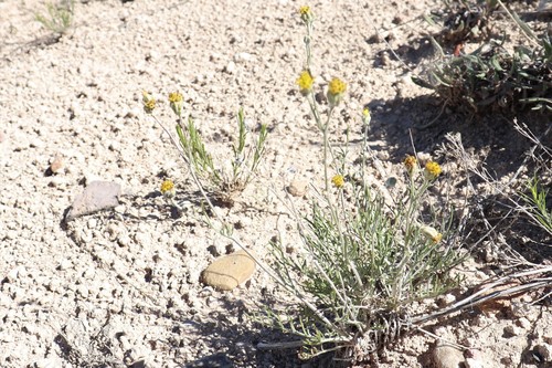 Hymenopappus filifolius var. polycephalus