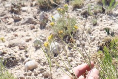 Hymenopappus filifolius polycephalus