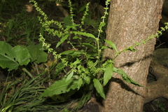 Rumex sanguineus viridis