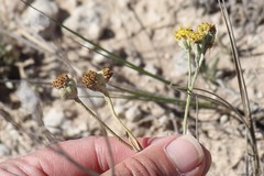 Hymenopappus filifolius polycephalus