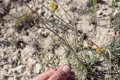 Hymenopappus filifolius polycephalus