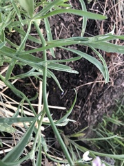 Matthiola longipetala