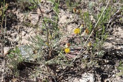 Hymenopappus filifolius polycephalus