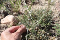 Hymenopappus filifolius polycephalus