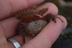Hapalogaster mertensii