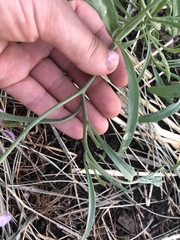 Matthiola longipetala
