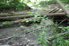 Rumex sanguineus viridis