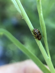 Cryptocephalus castaneus