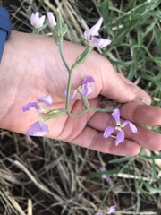 Matthiola longipetala
