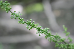 Rumex sanguineus viridis