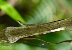 Anolis rejectus