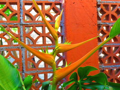 Heliconia latispatha