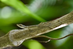 Anolis rejectus