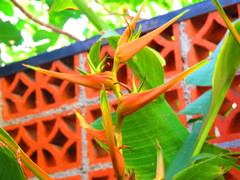 Heliconia latispatha
