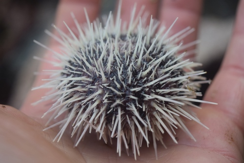 Arctic Green Sea Urchin, photo 3 of 7