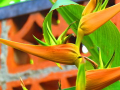 Heliconia latispatha