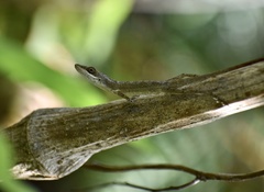 Anolis rejectus