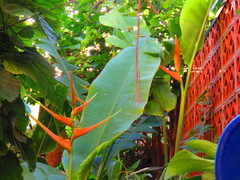 Heliconia latispatha