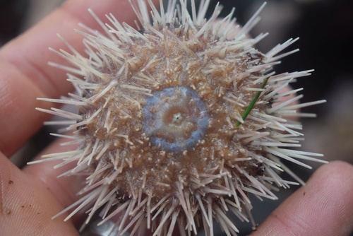 Arctic Green Sea Urchin, photo 2 of 7