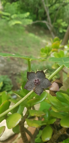 Suberogerens cyclophylla, photograph 3
