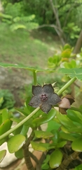 Suberogerens cyclophylla, photograph (c) Eugenio Padilla, some rights reserved (CC BY-SA)