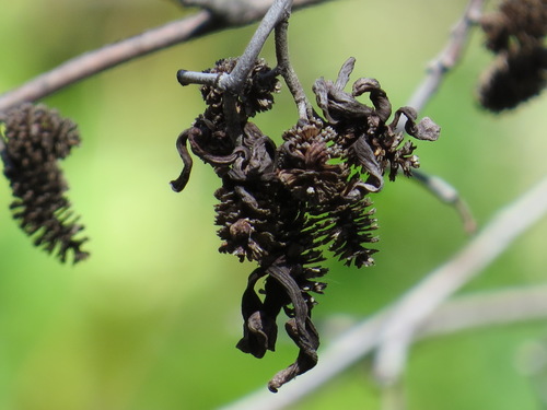 Western American Alder Tongue Gall (Taphrina occidentalis)