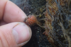 Boltenia villosa