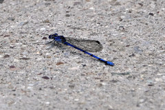 Argia lacrimans