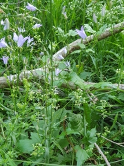 Campanula rapunculus