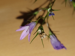 Campanula rapunculus