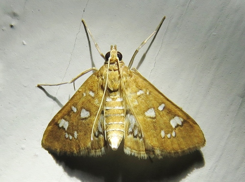 Media Moth photo 5