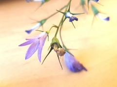 Campanula rapunculus