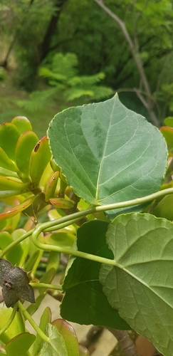 Suberogerens cyclophylla, photograph 4